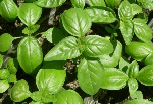 Make Pesto Bounty with the heads of this deep green gift.