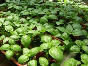 Get fresh Basil by making a donation to the Community Housing Land Trust of Santa Cruz County, Inc.