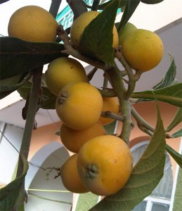 Loquat-Fruit