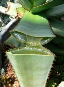 Split_Aloe