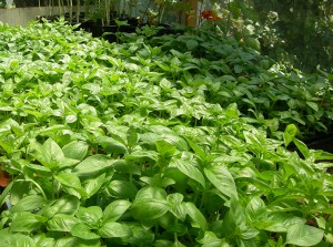 Get fresh Basil by making a donation to the Community Housing Land Trust of Santa Cruz County, Inc.